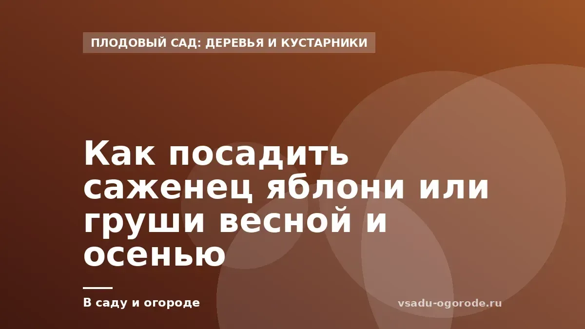 Как посадить саженец яблони или груши весной и осенью