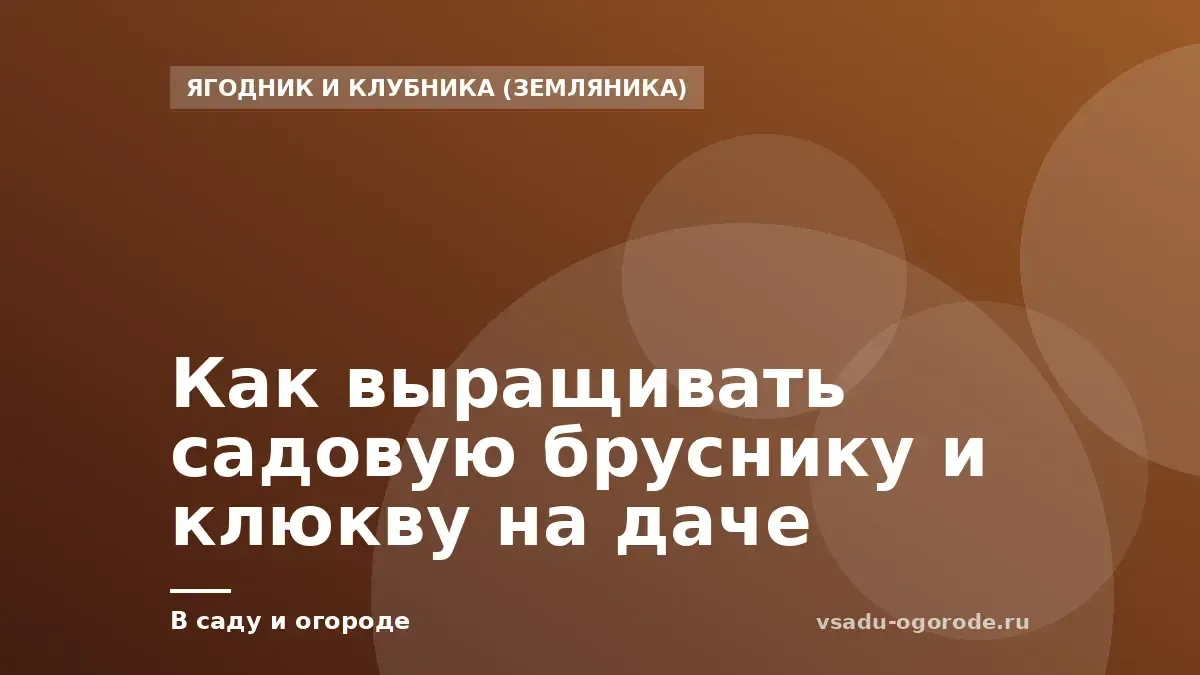 Как выращивать садовую бруснику и клюкву на даче