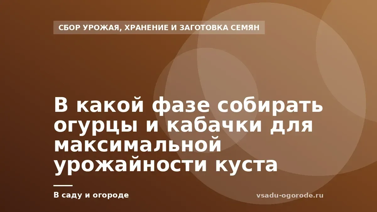 В какой фазе собирать огурцы и кабачки для максимальной урожайности куста