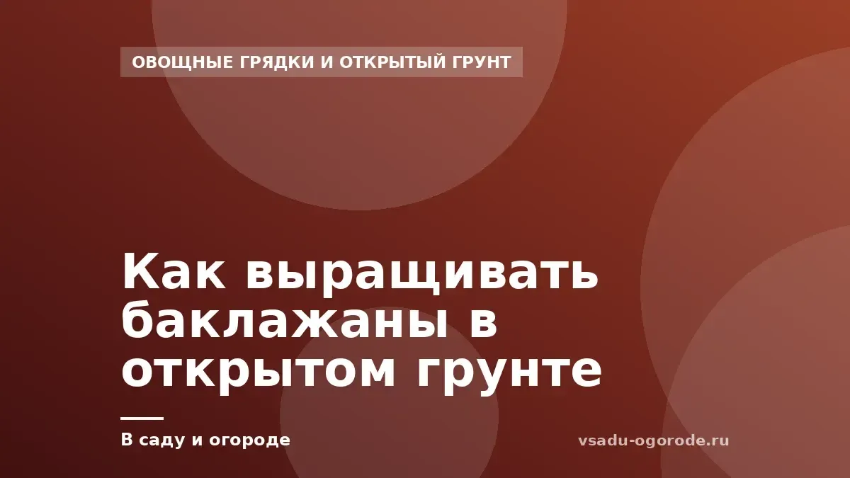 Как выращивать баклажаны в открытом грунте