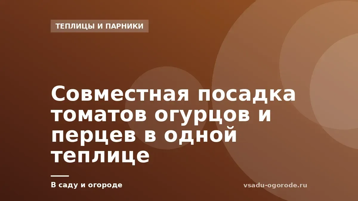 Совместная посадка томатов огурцов и перцев в одной теплице